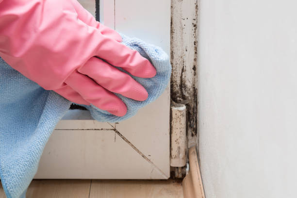 Best White Mold Remediation in Walters, OK