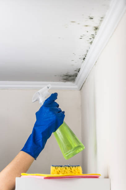 Best Mold Testing and Inspection Services in Walters, OK
