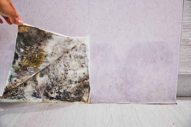Best Health and Safety Mold Remediation in Walters, OK